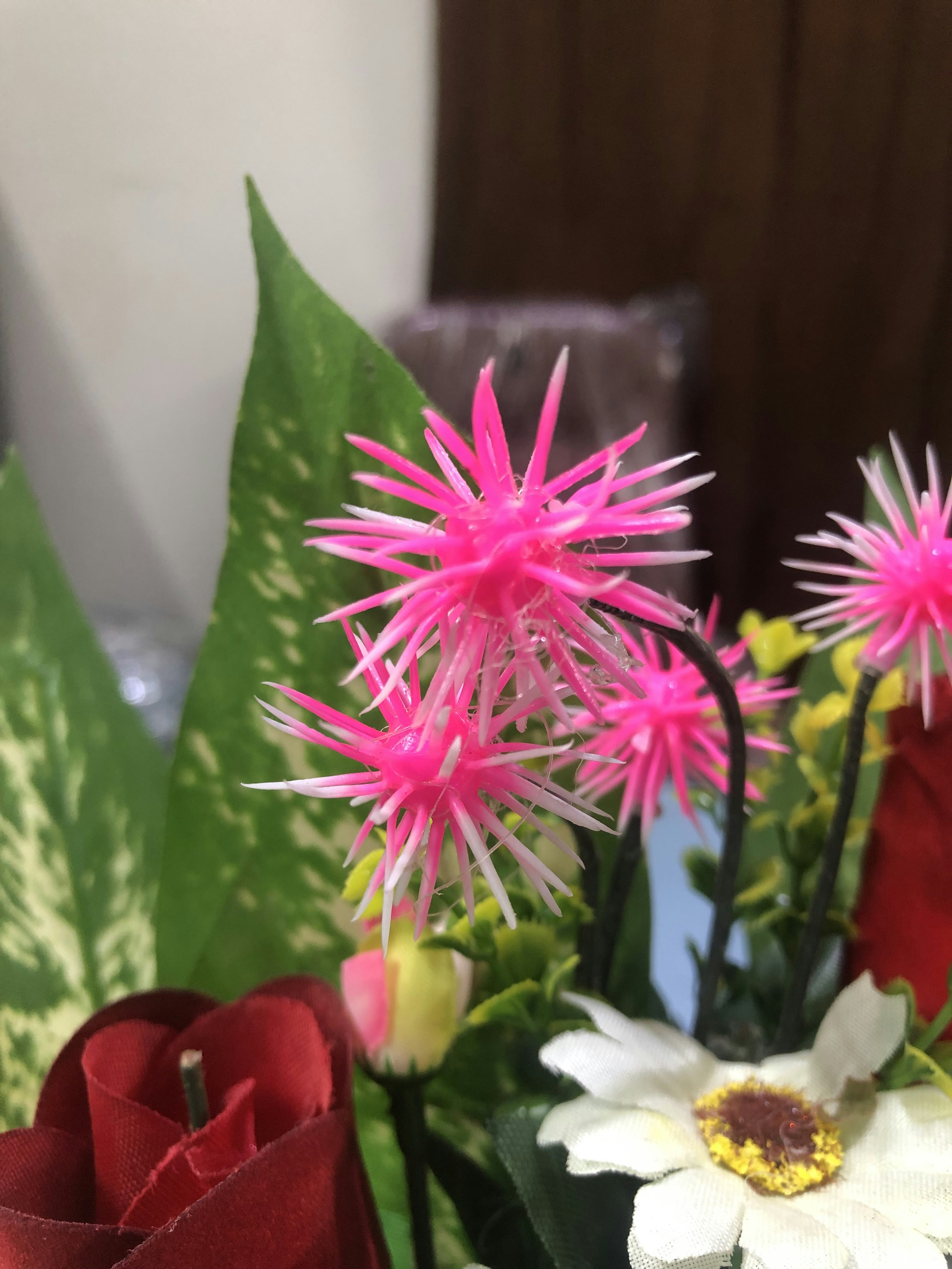 Rosa und weiße Blume in Nahaufnahmen