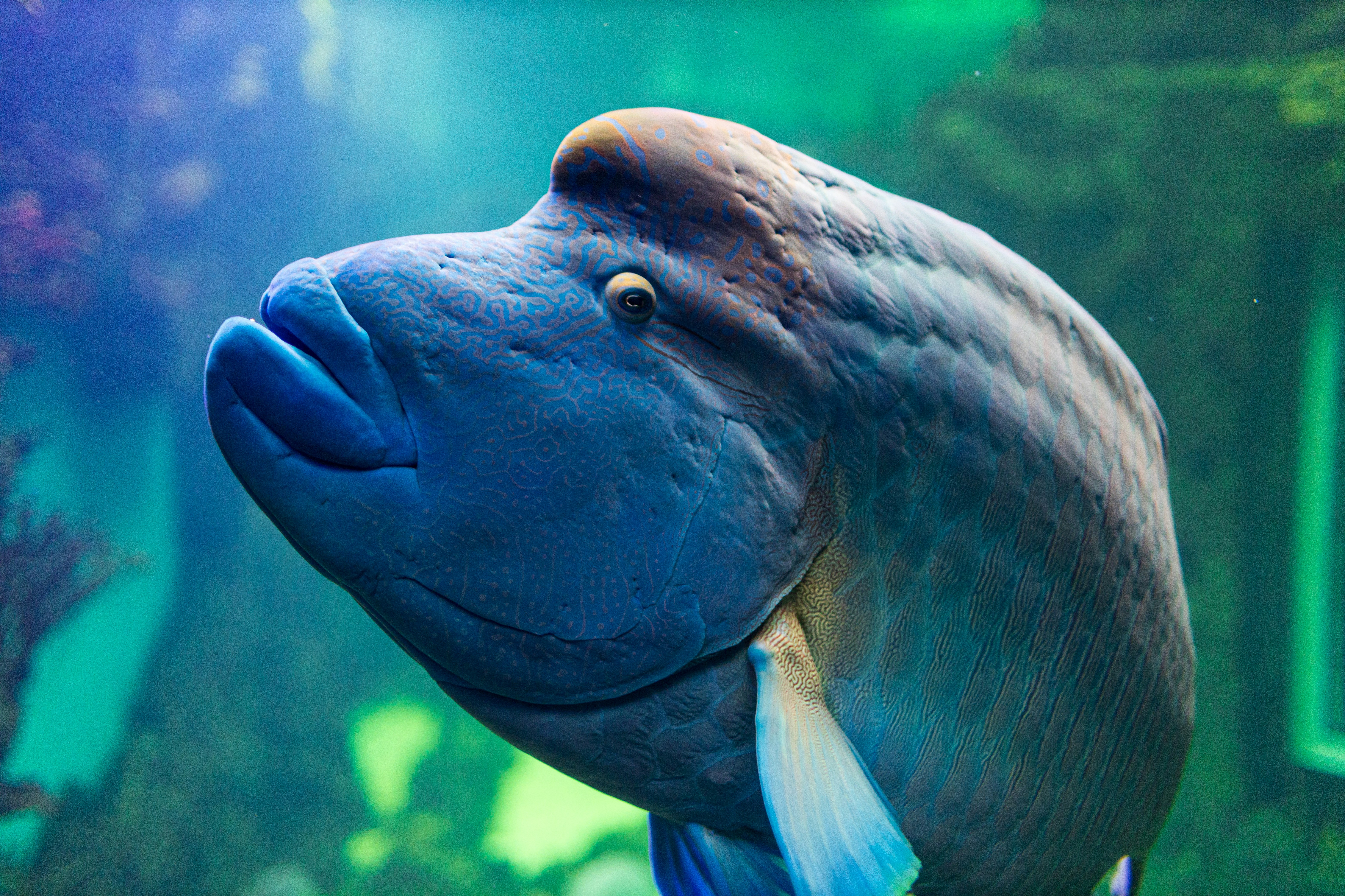 black fish in close up photography