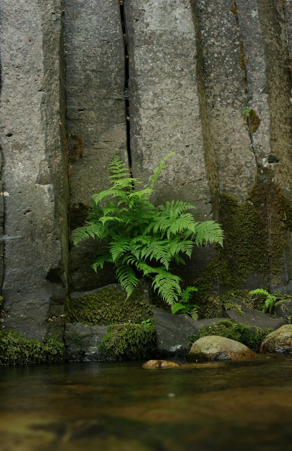 a fern grows in the middle of a stream