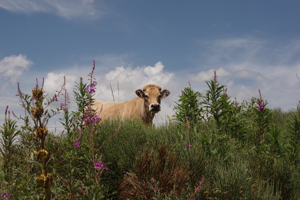 a cow standing in a field of tall grass