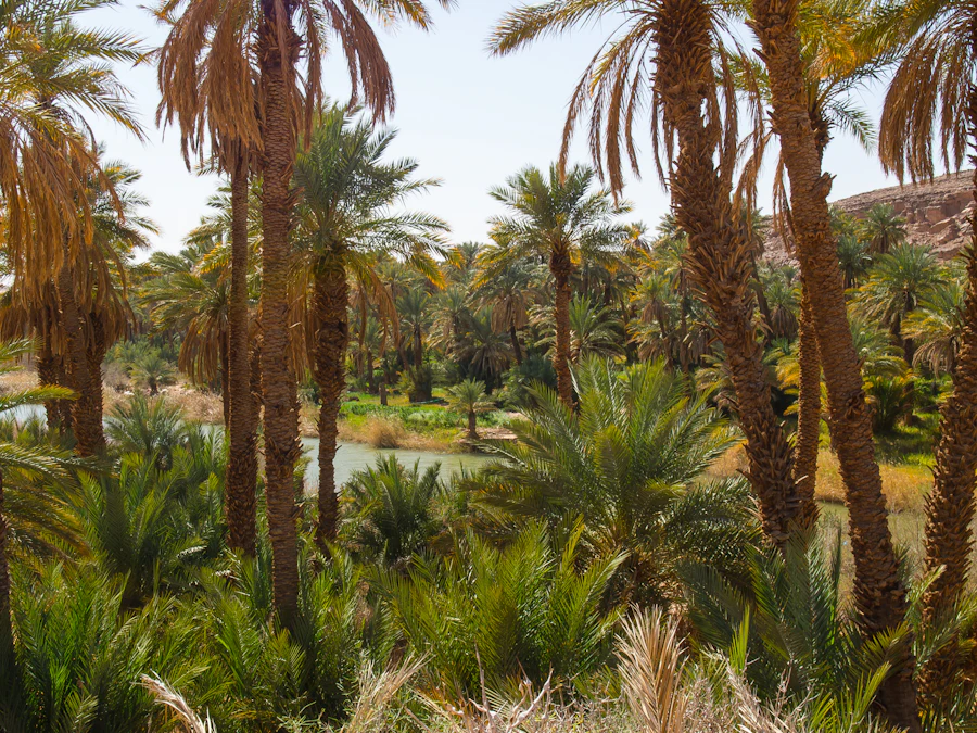Taghit - SEFAR Aventure Algeria