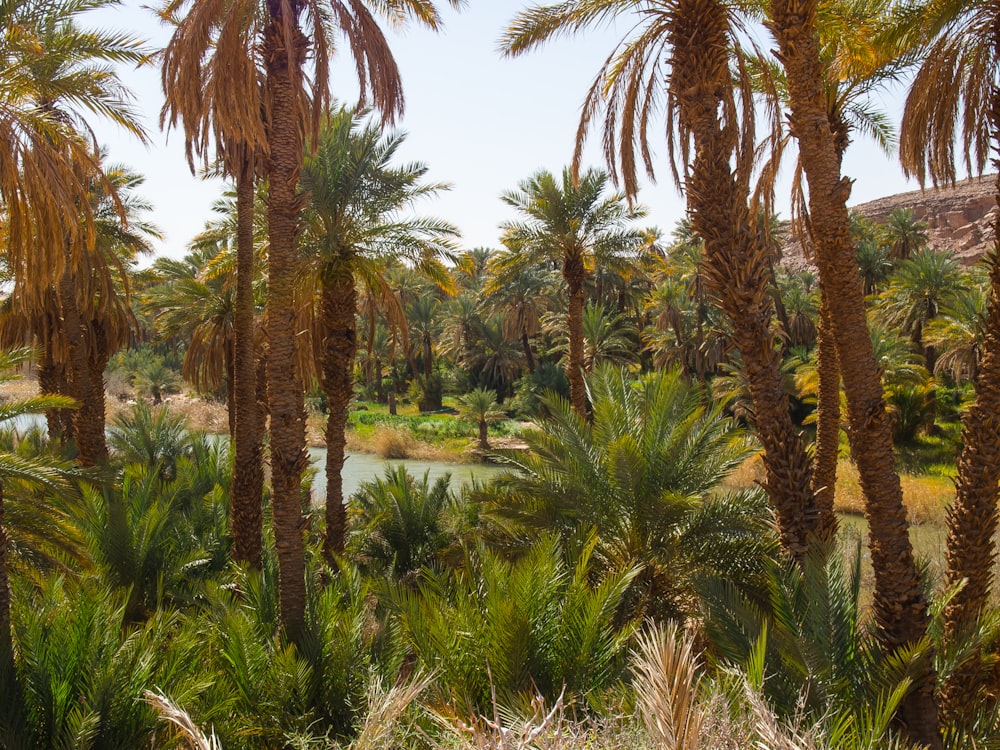 a group of palm trees next to a body of water