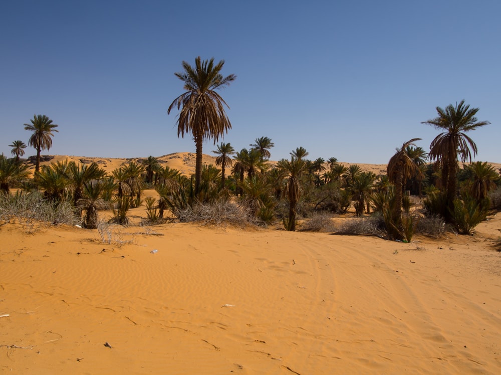 a desert with palm trees and a blue sky