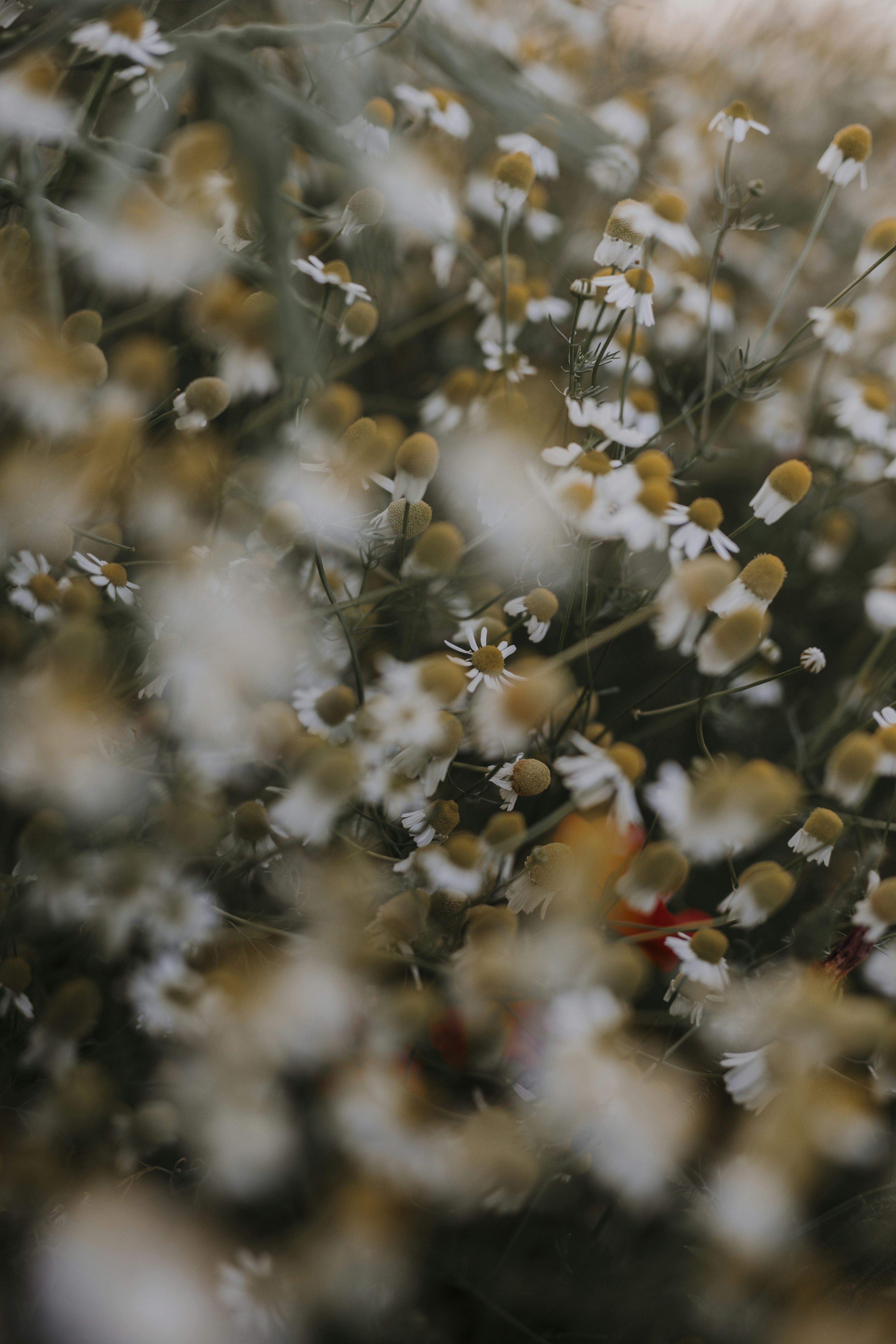 Photo by annabellalifestyle