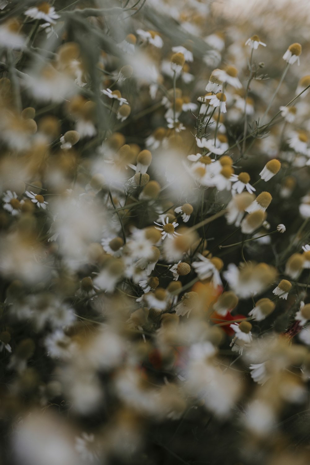 white and red flowers in tilt shift lens