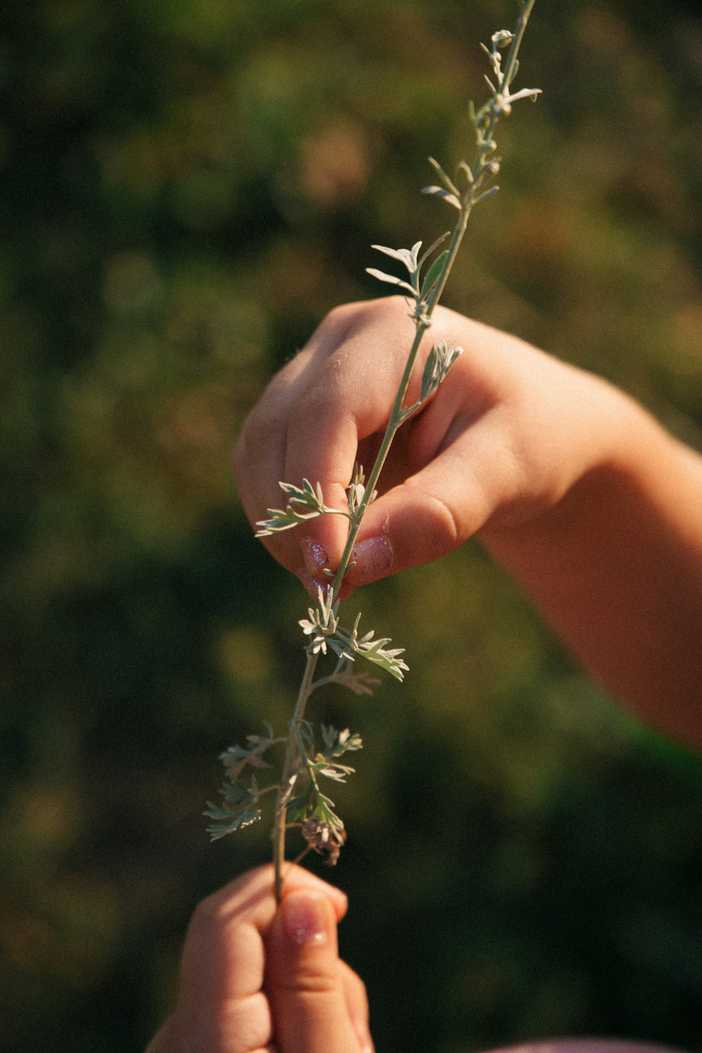 person holding pink flower bud