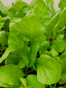 Pure Moringa Leaf Powder