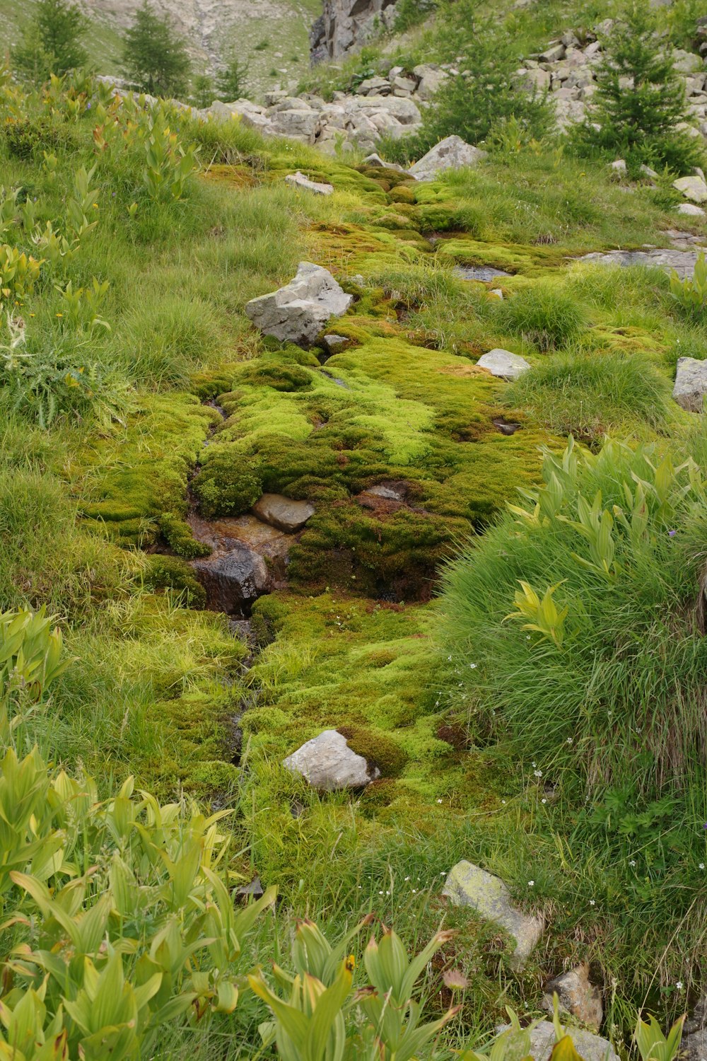 green grass and green plants