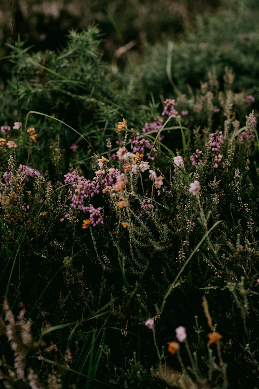 a bunch of flowers that are in the grass