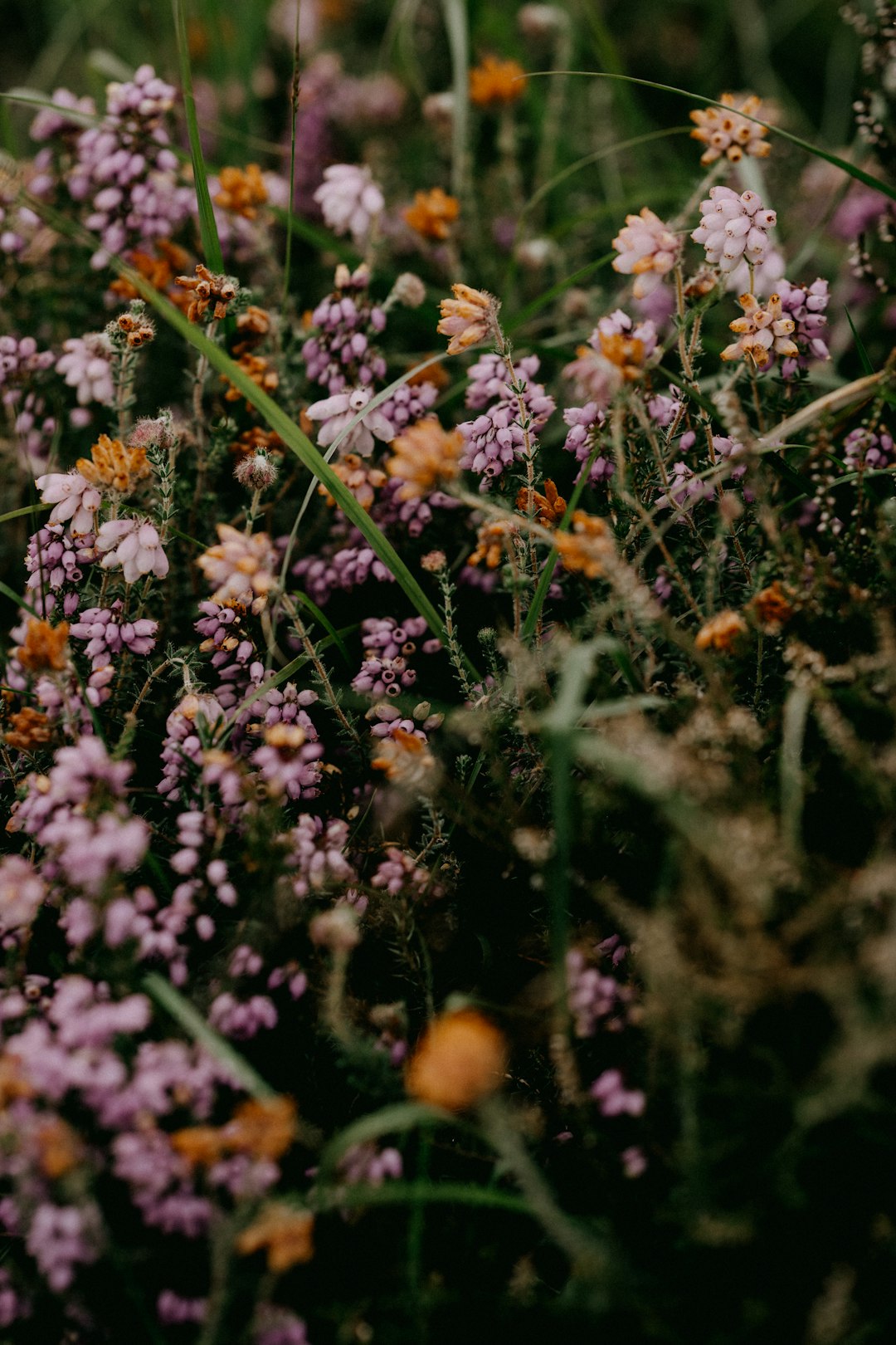 white and yellow flowers in tilt shift lens