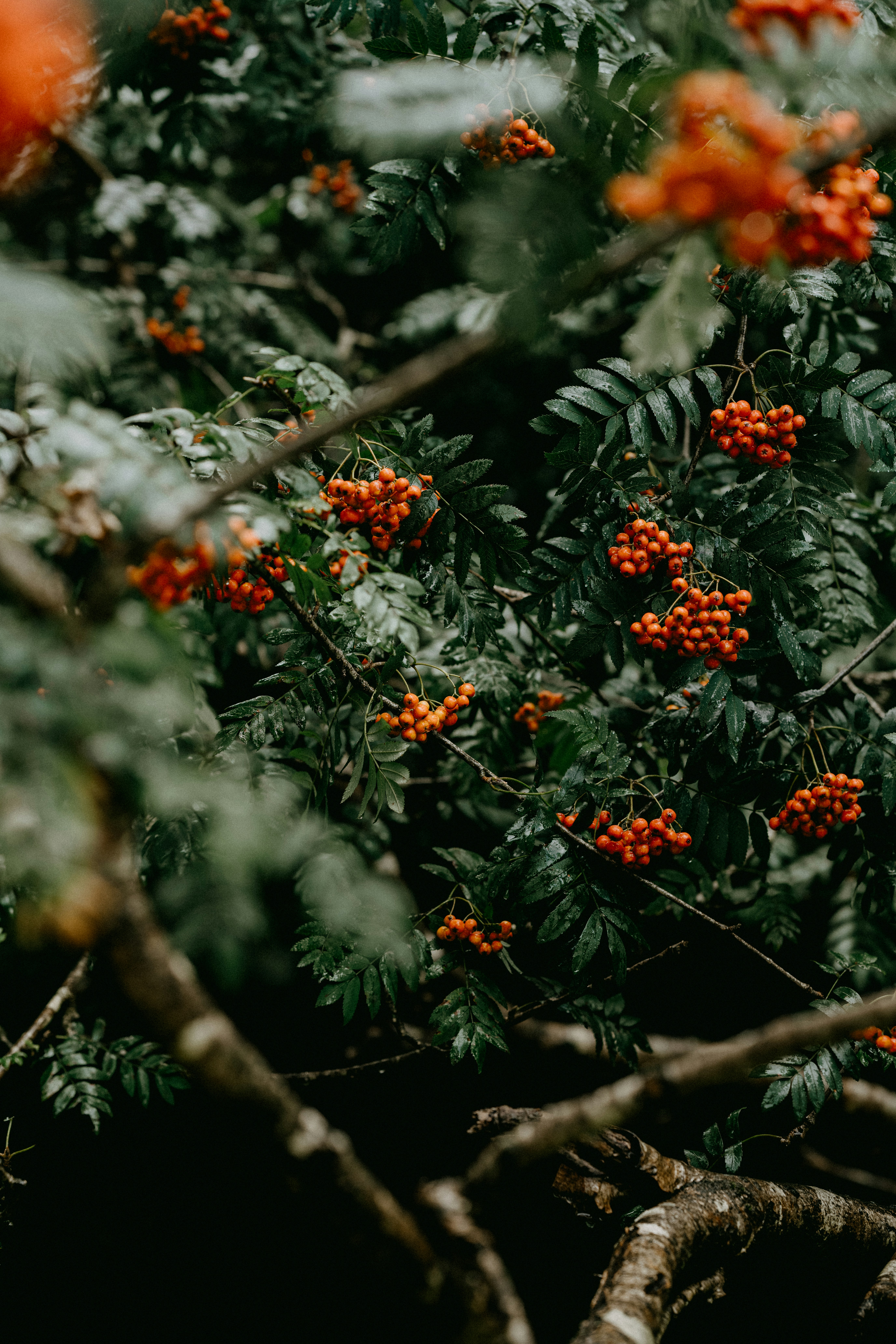 Photo by anniespratt