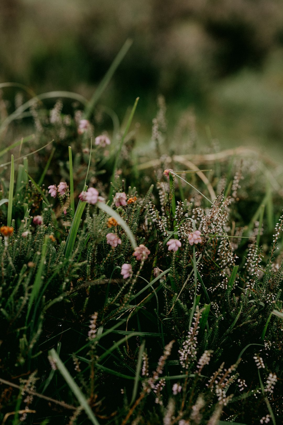 white flowers on green grass during daytime