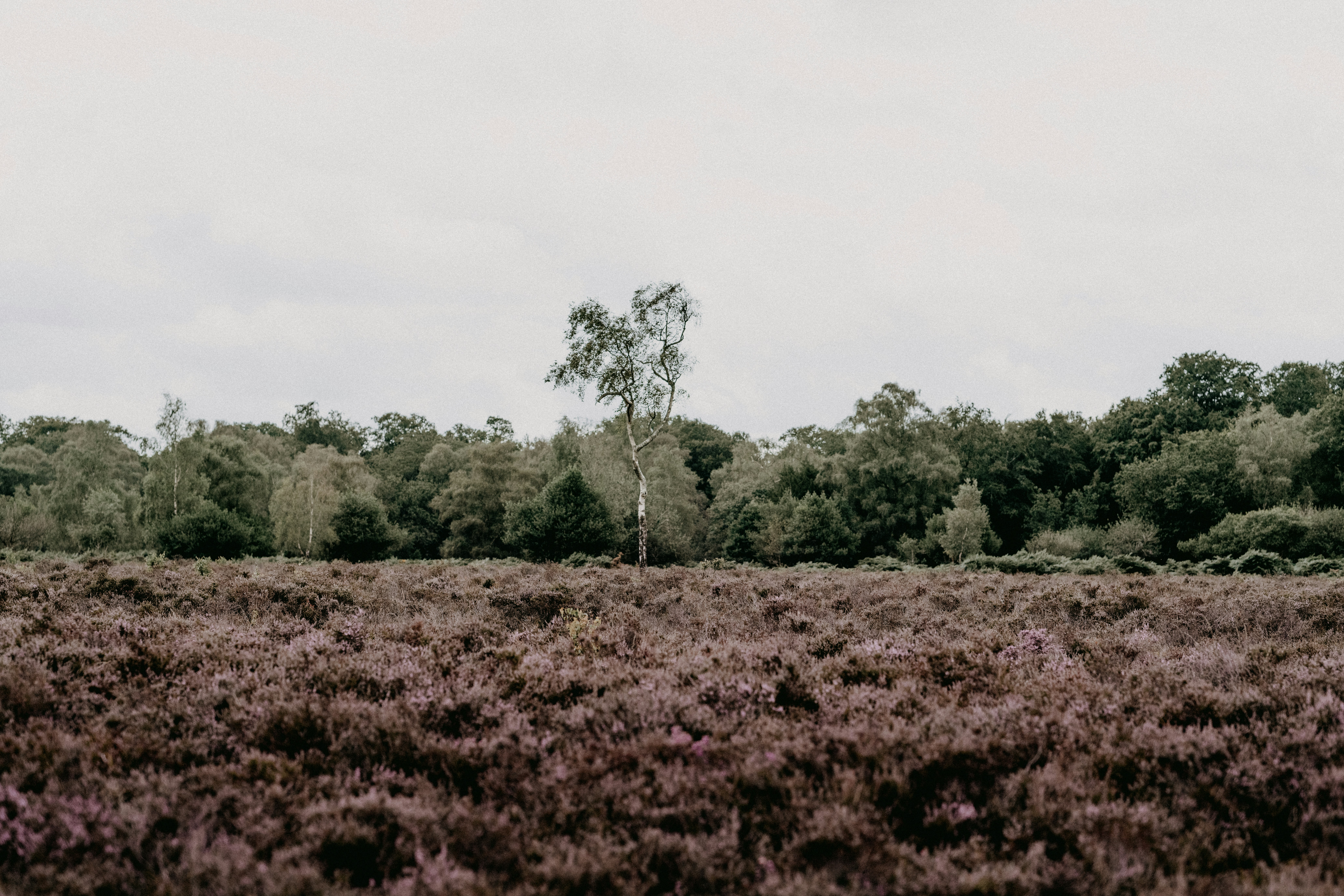 Paysage mystique des champs de jarres.