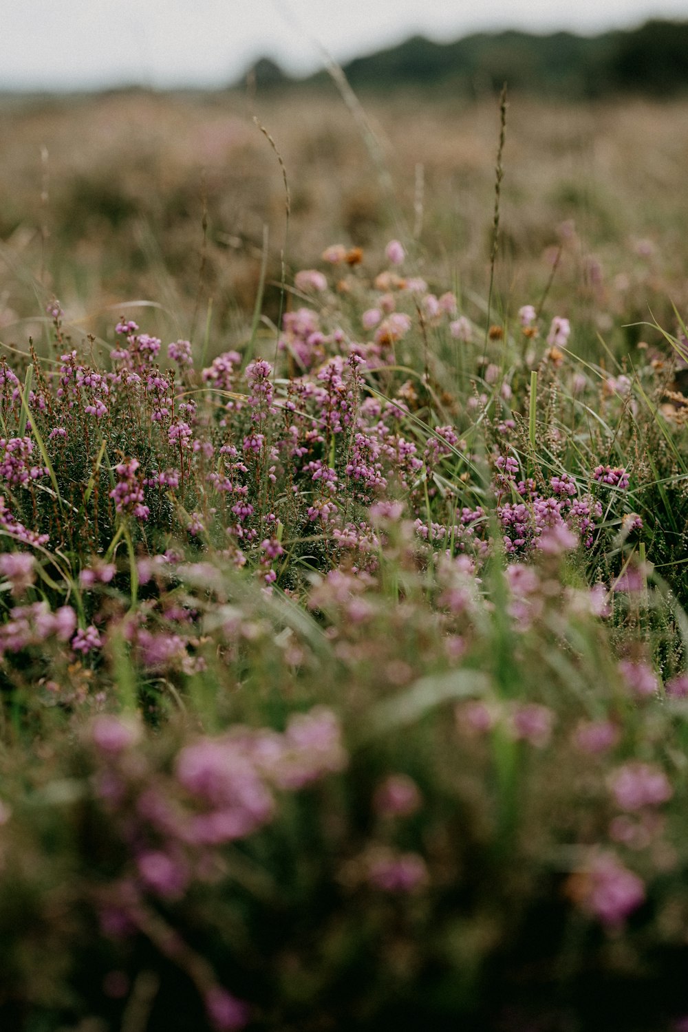 purple flower field during daytime