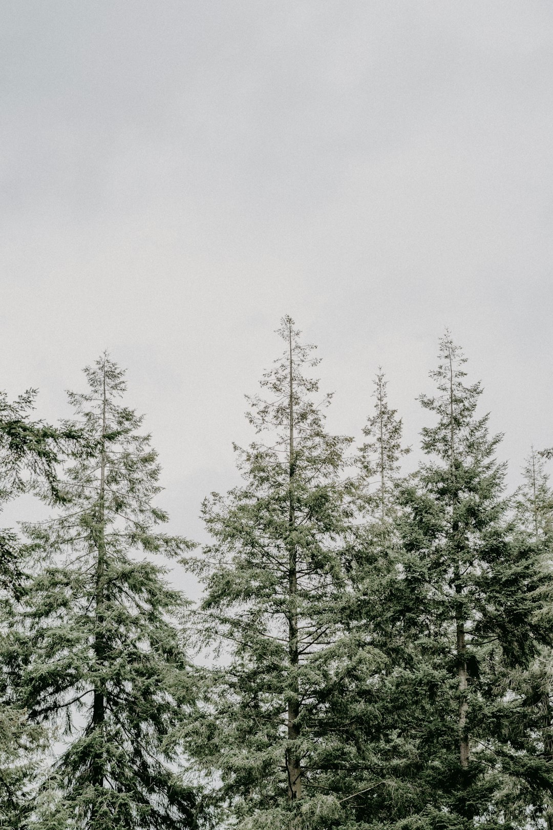 green trees under white sky during daytime