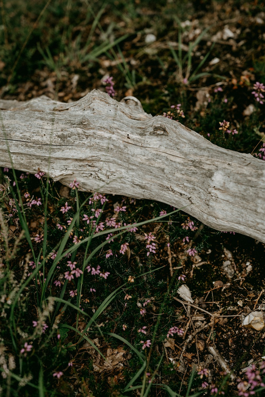 white wood log on green grass