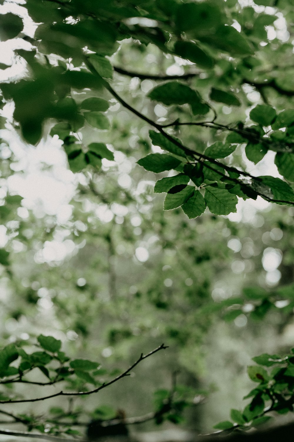 green leaves in tilt shift lens