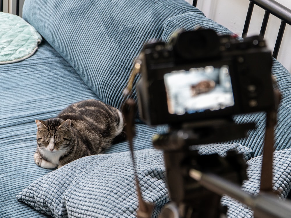 silver tabby cat on blue couch