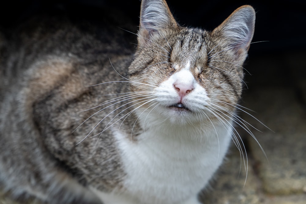 brown and white tabby cat