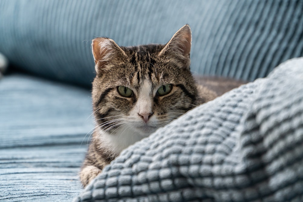 brown tabby cat on gray textile
