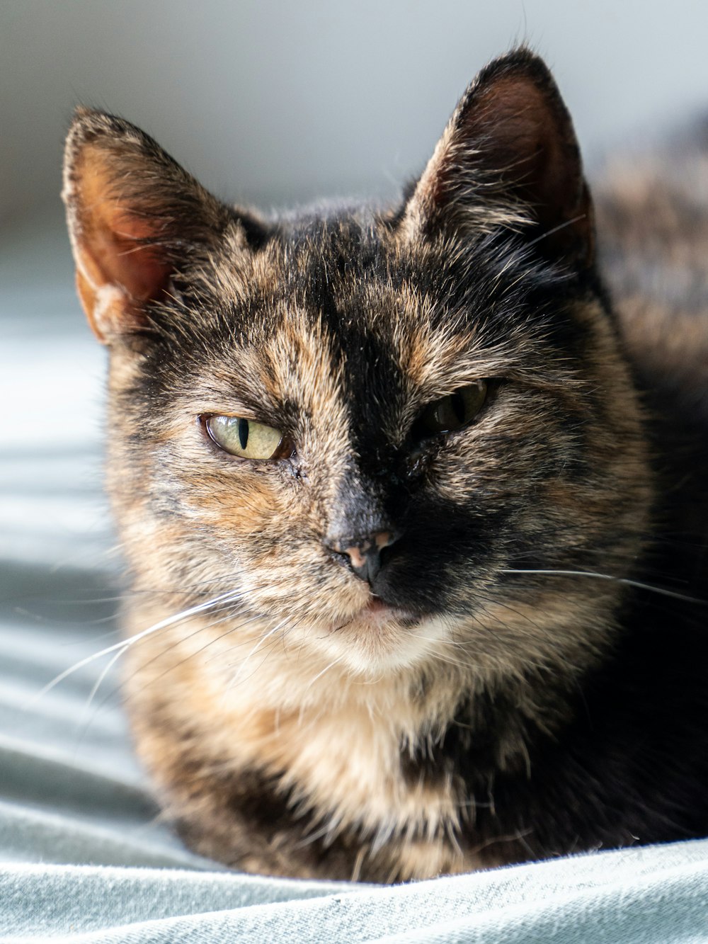 brown white and black cat