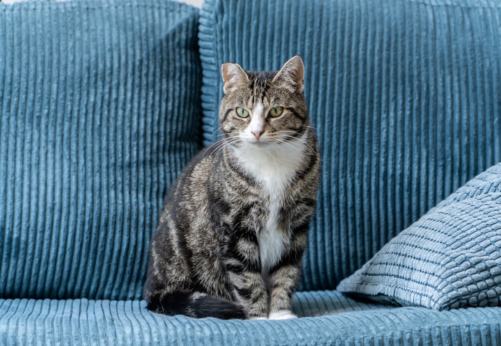 brown tabby cat on blue and gray striped sofa