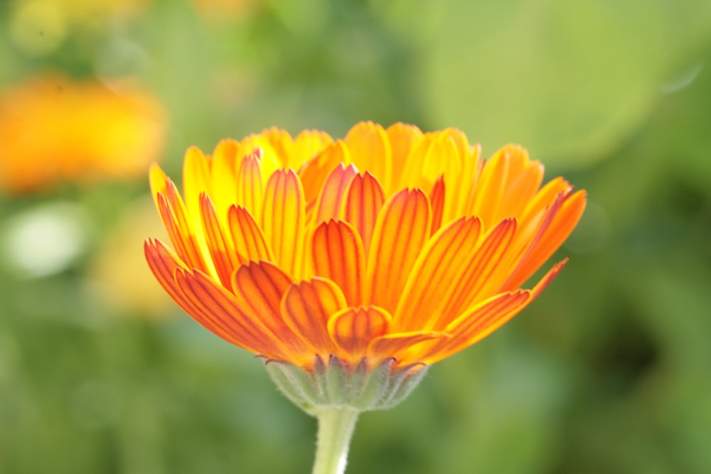 yellow flower in tilt shift lens