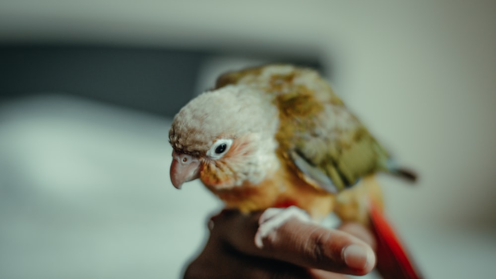 brown and yellow bird on persons hand