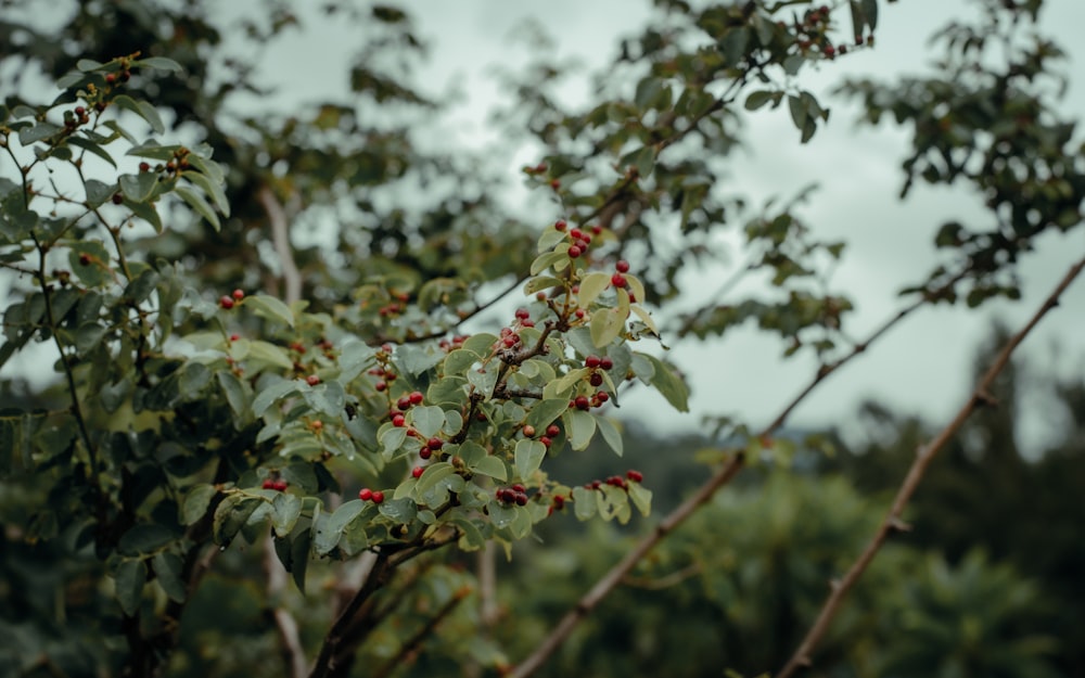 red and white flower buds