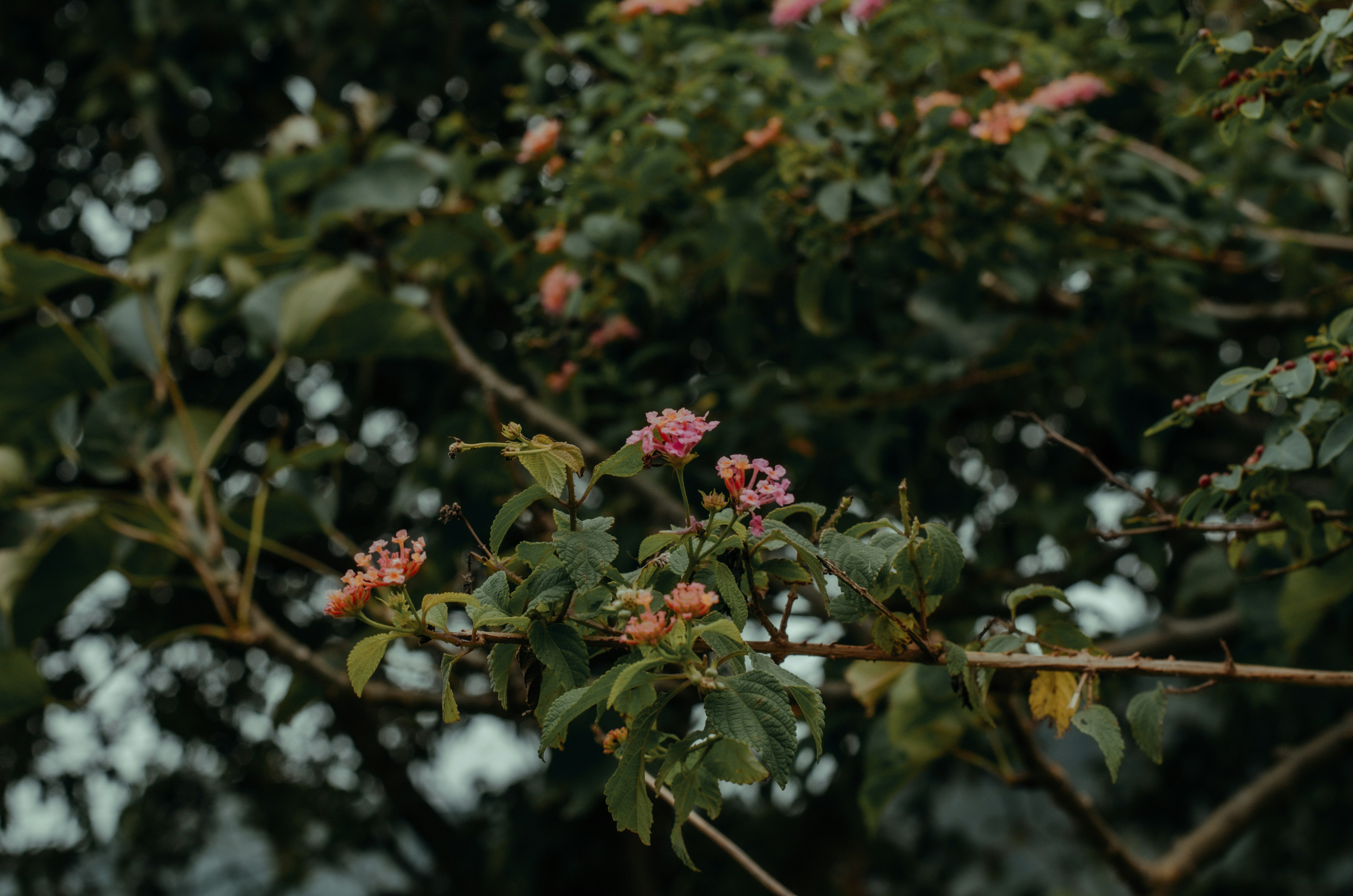 Photo by sharathsinstastories