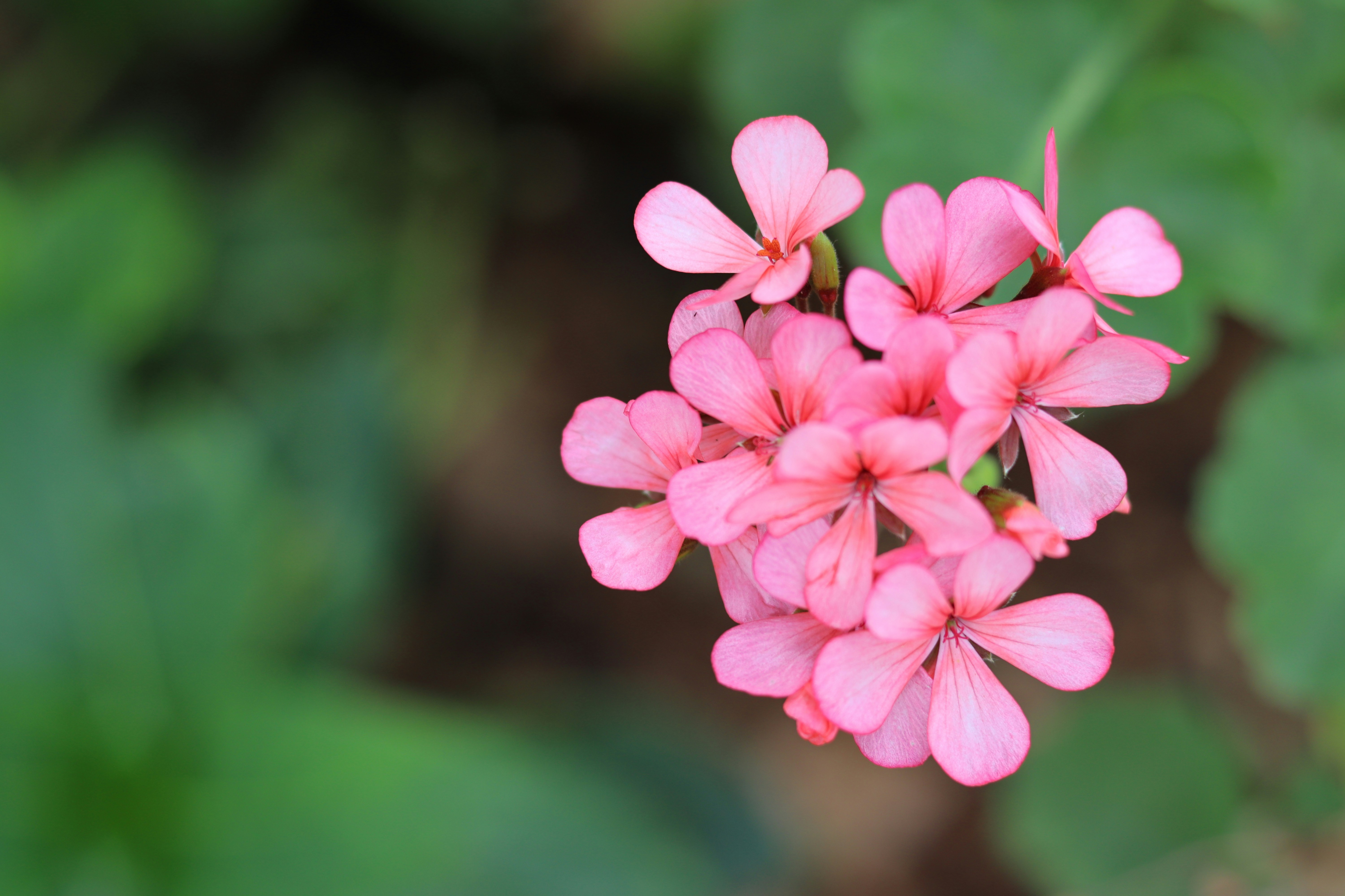 Photo by cattleya801