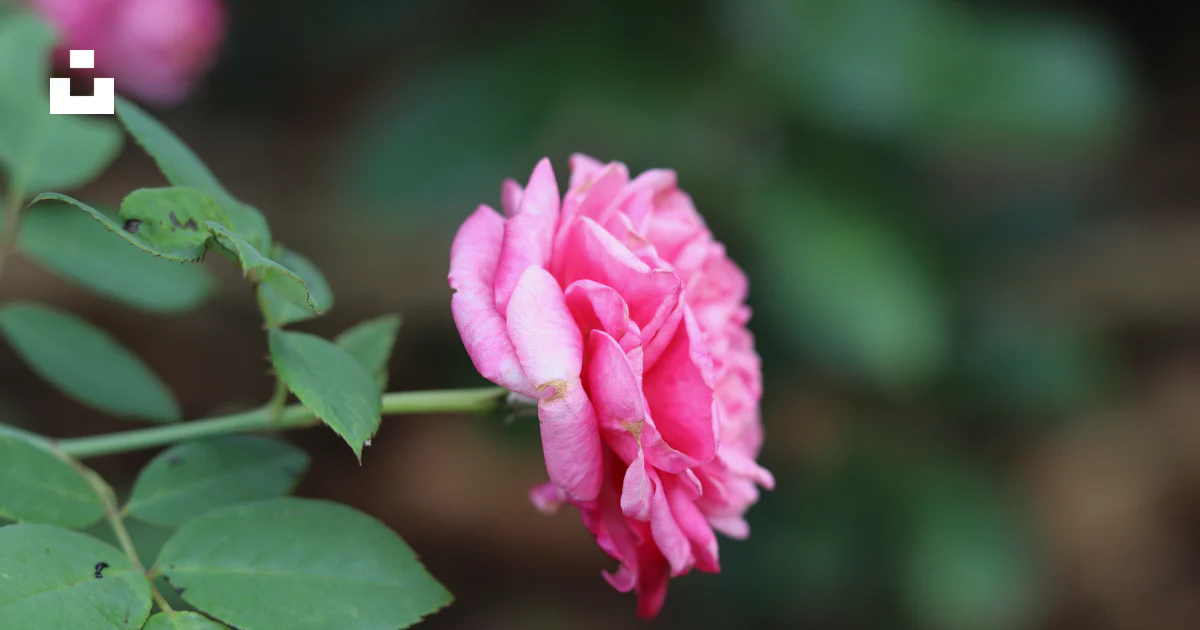 Rosa rosada en flor durante el día foto – Imagen de Flor gratuita en ...