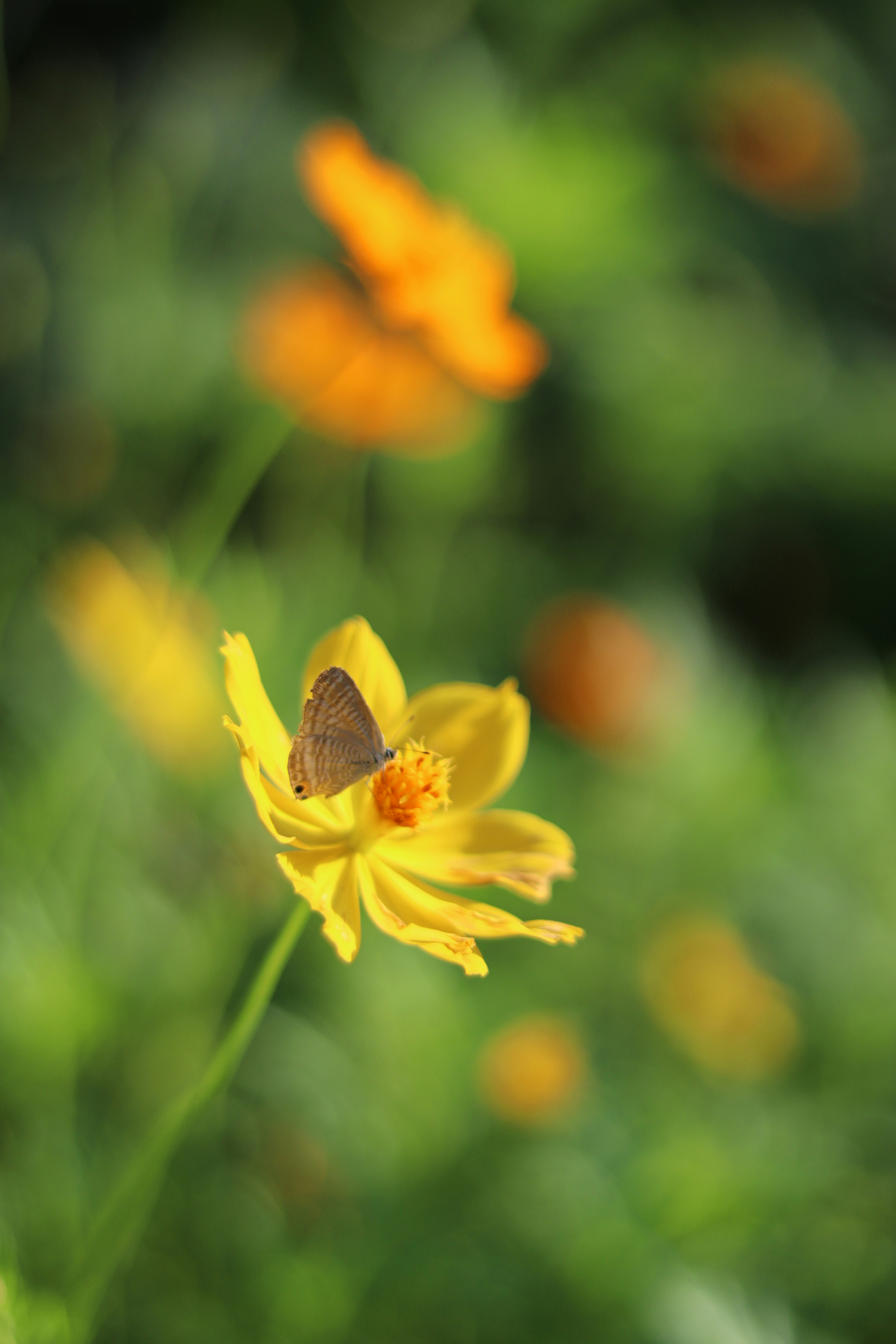 Photo by cattleya801