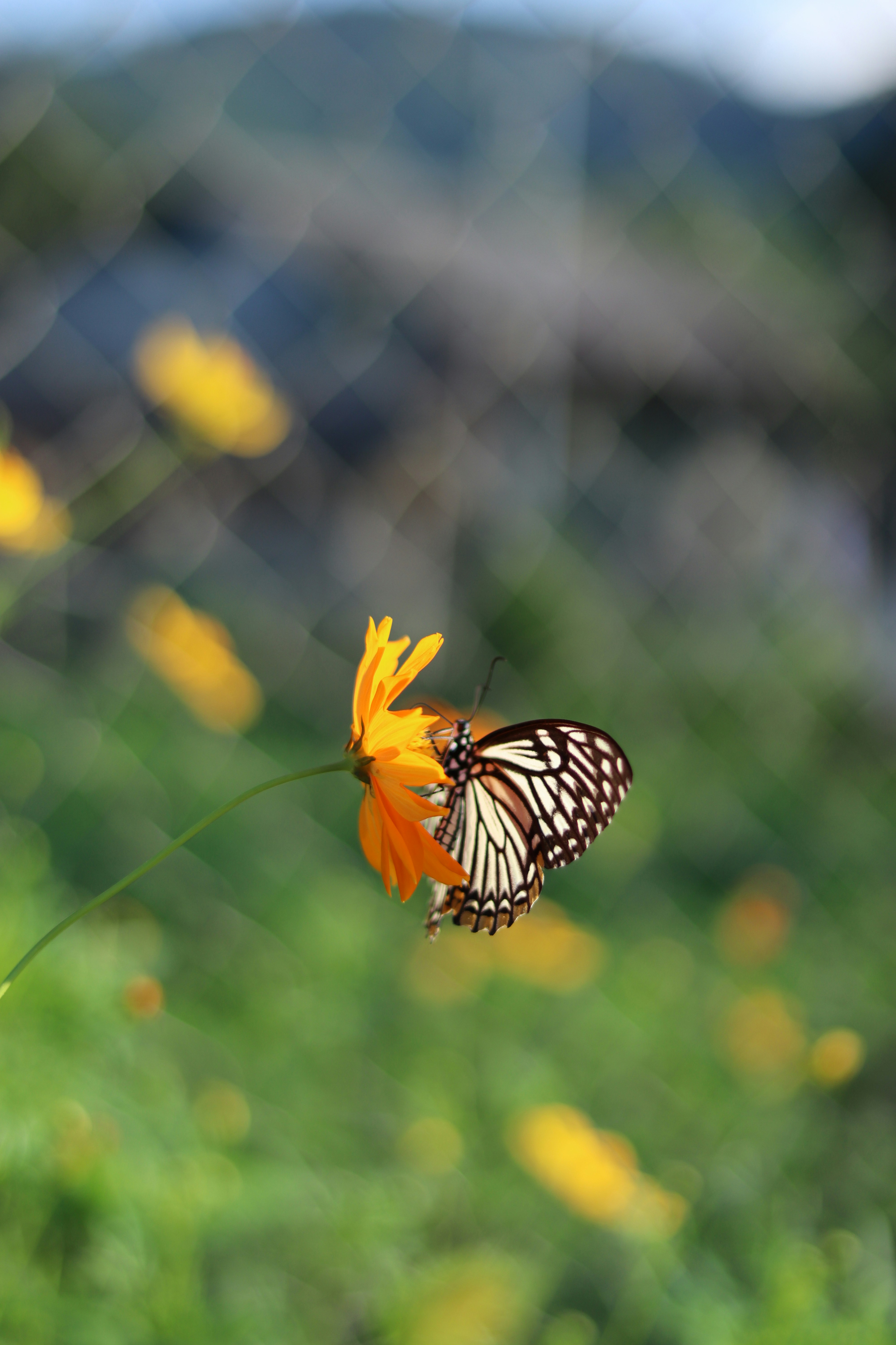 Photo by cattleya801
