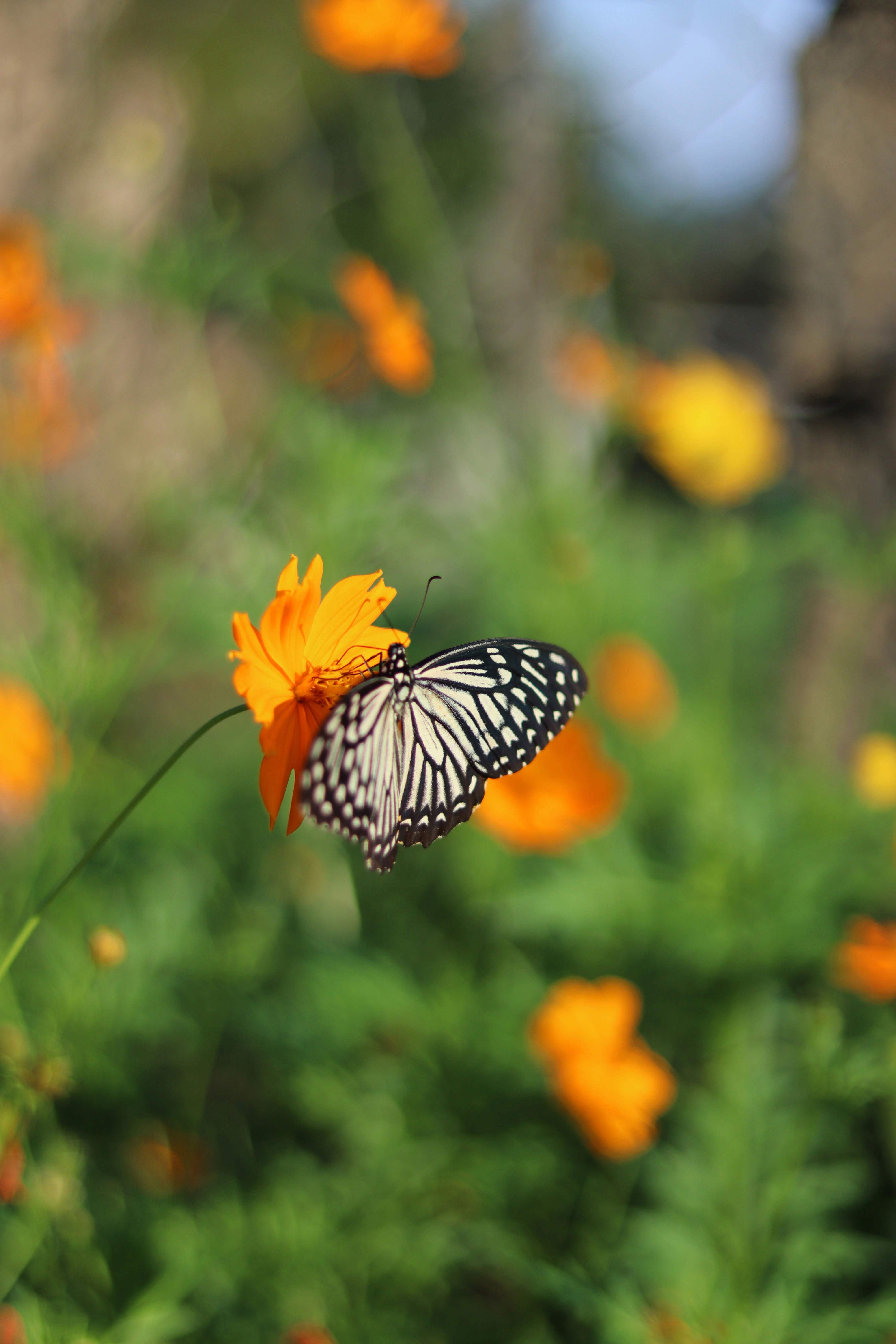Photo by cattleya801
