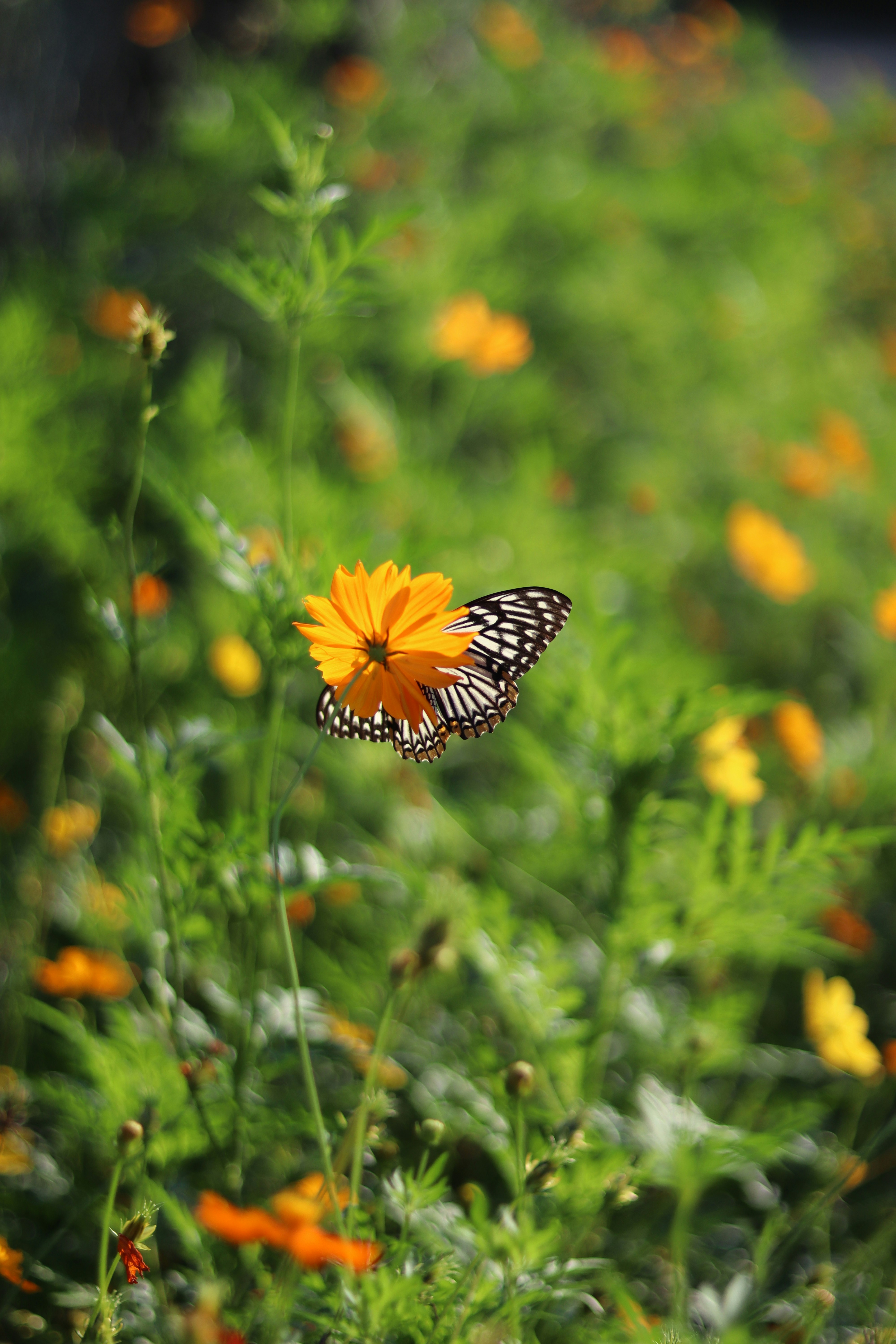 Photo by cattleya801