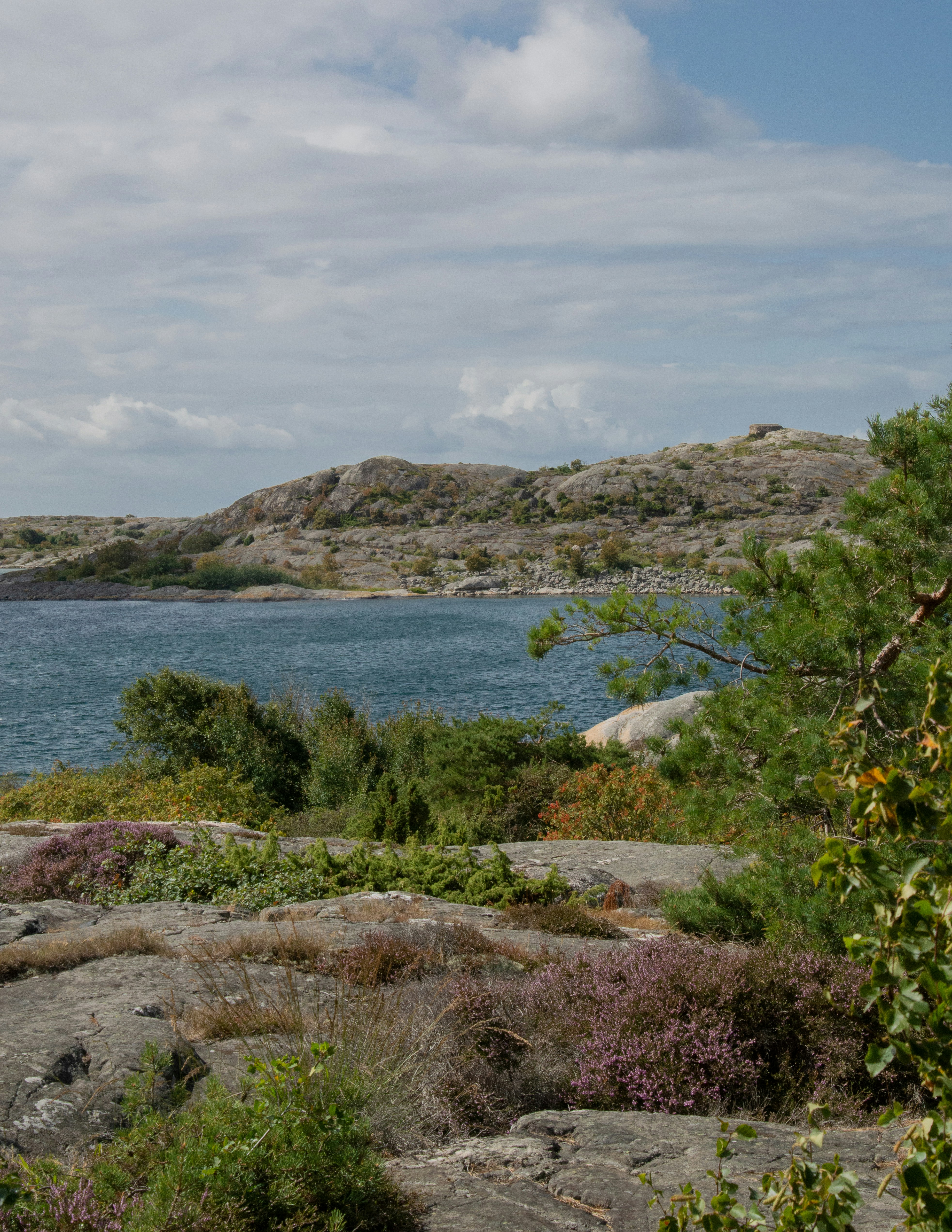 a large body of water sitting next to a lush green forest