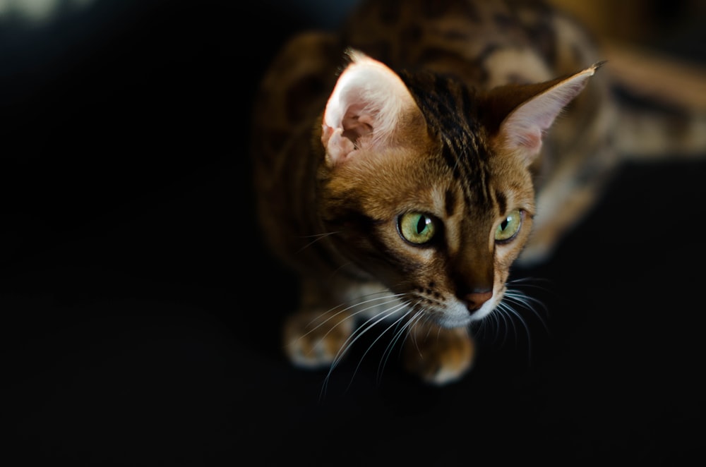 brown tabby cat in black background