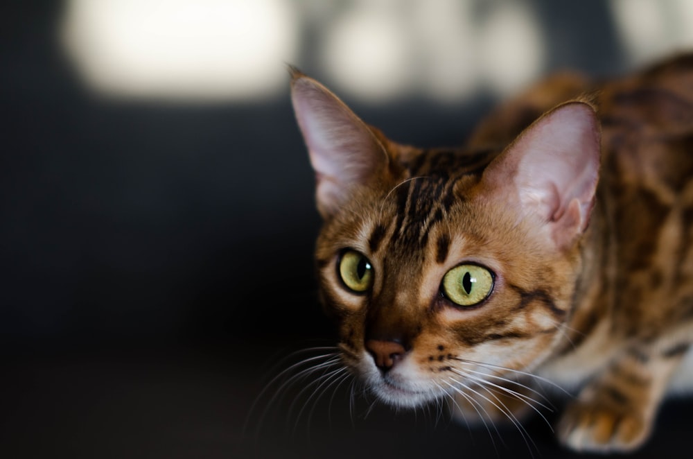 클로즈업 사진의 갈색 얼룩 고양이