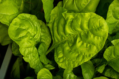Frozen spinach leaves arranged in a frosty pattern on a dark background.