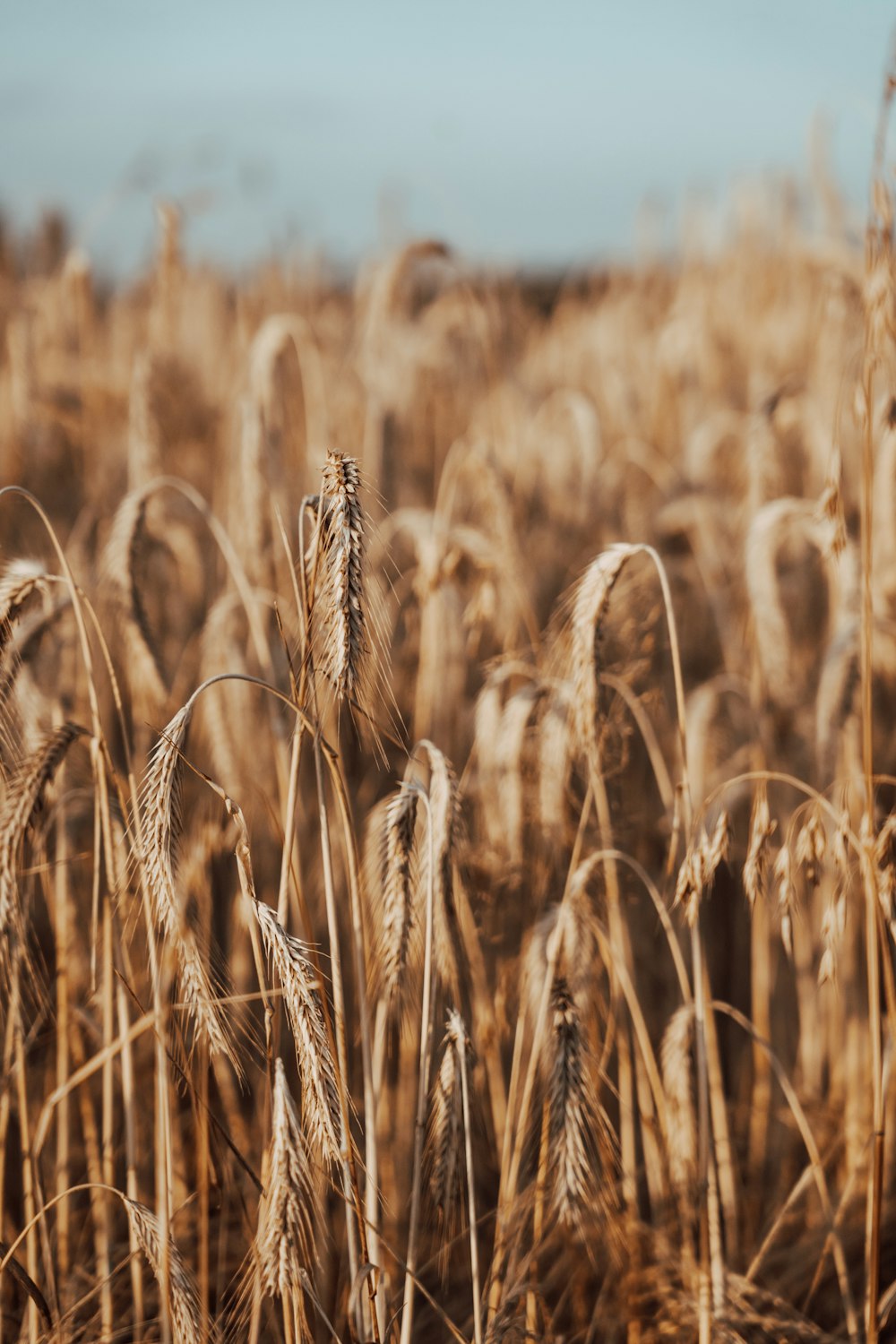 brown wheat field during daytime