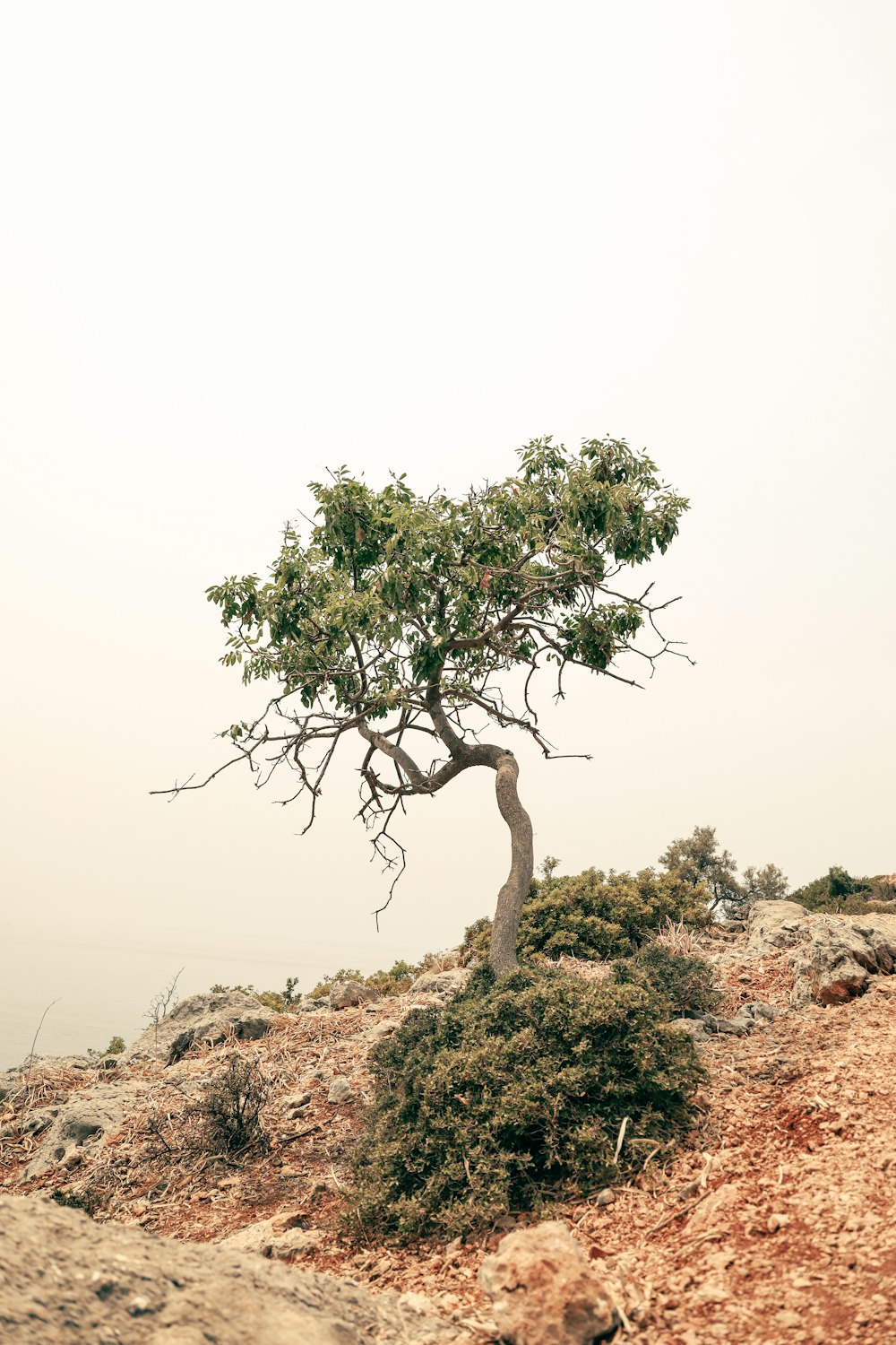 green tree on brown field during daytime