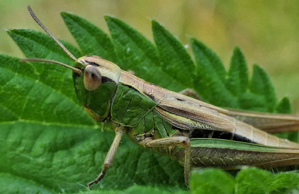 Saltamontes verde posado en hoja verde en fotografía de primer plano