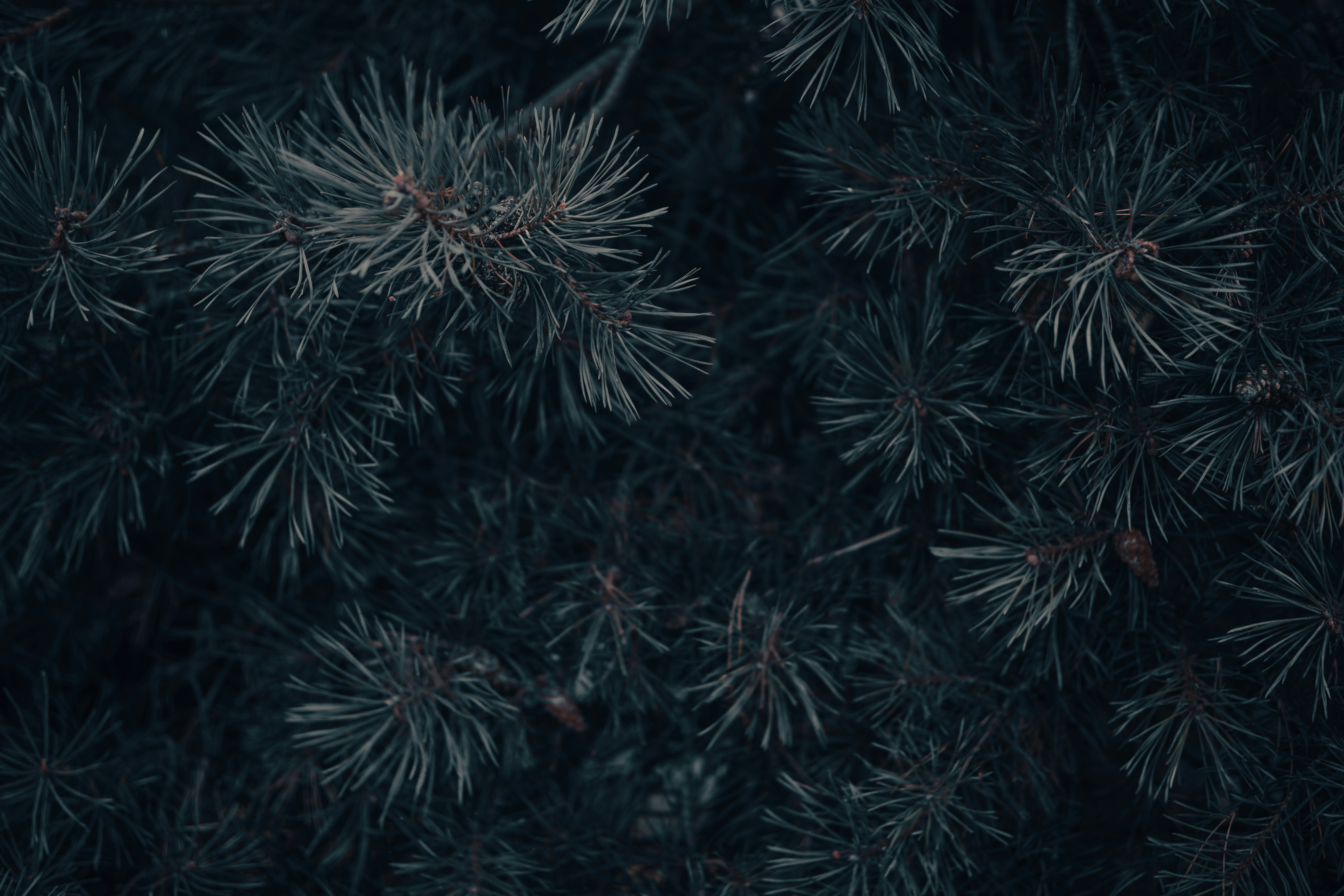 Dark close up photography of pine tree needles