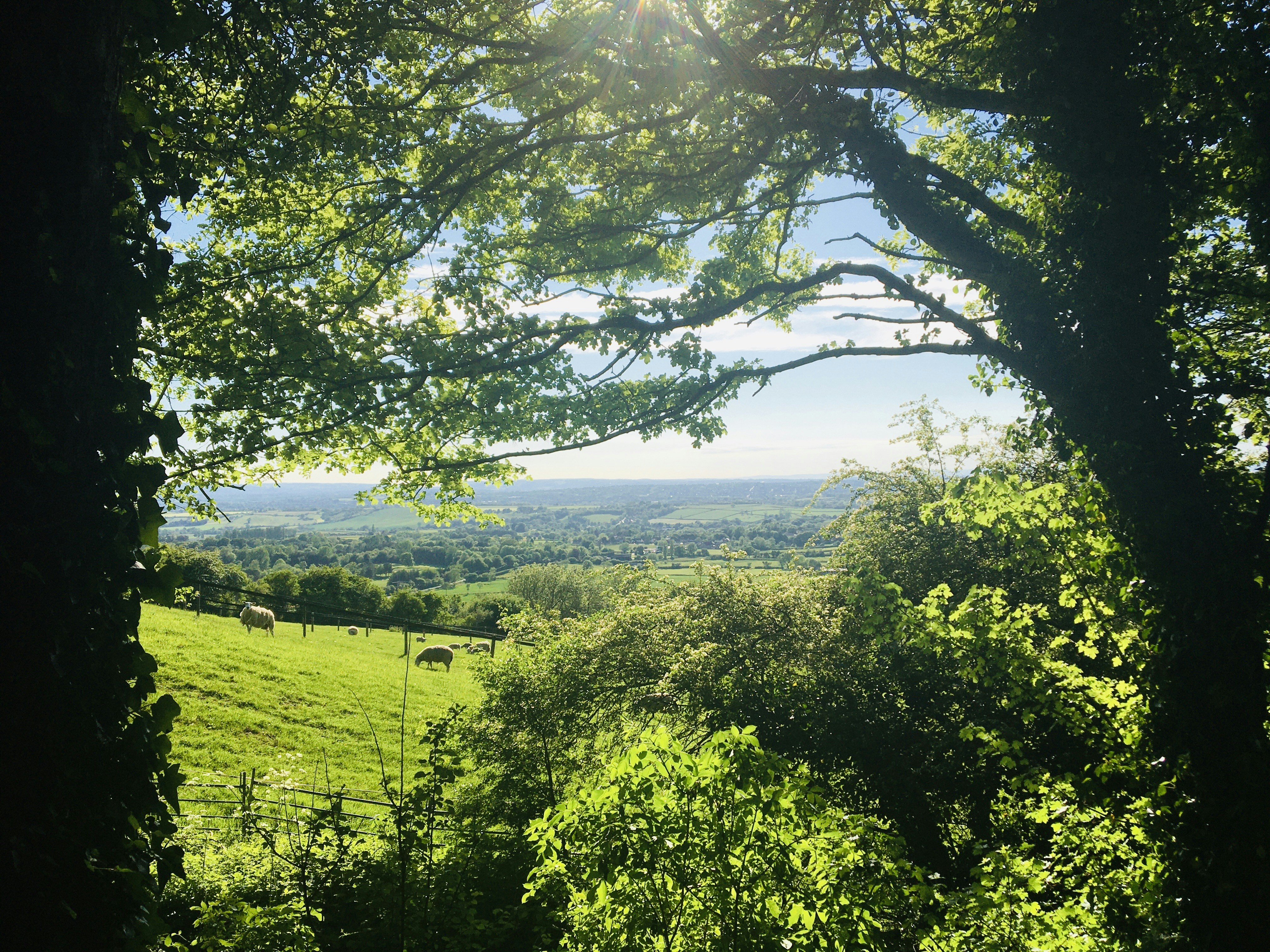 green trees on green grass field during daytime