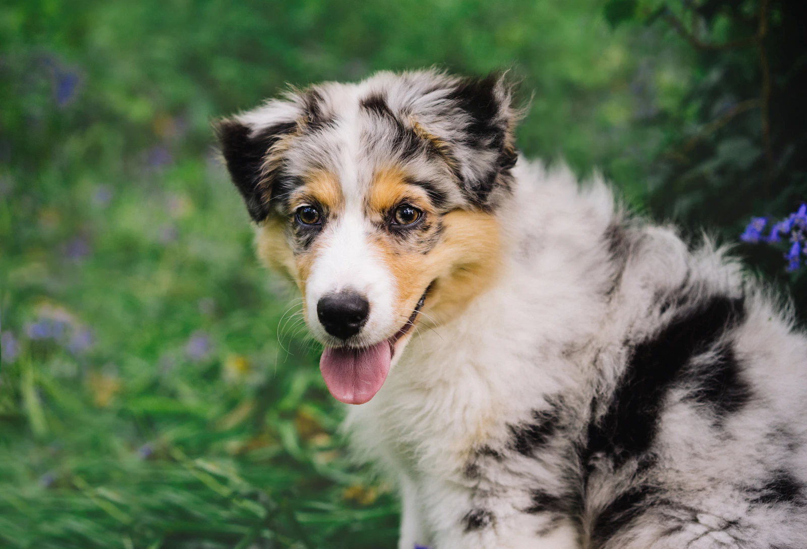 Iúr, a blue merle puppy from the litter, among bluebells