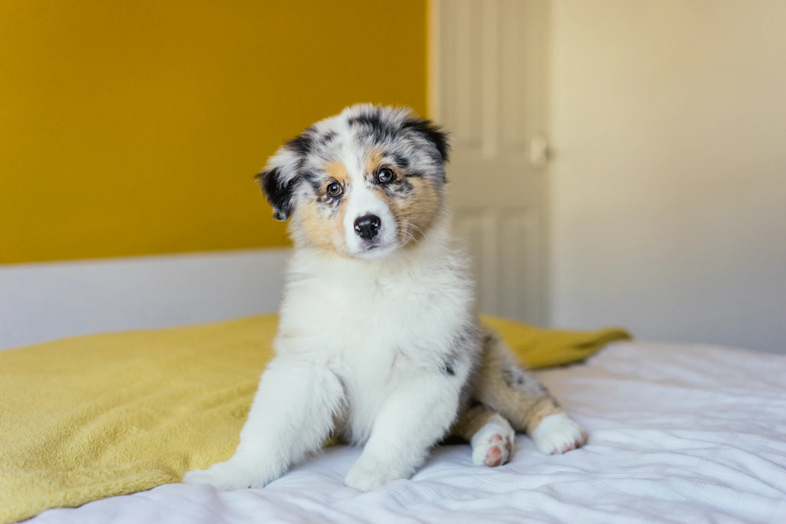 Annamoe, a blue merle Australian Shepherd puppy, sitting on a bed