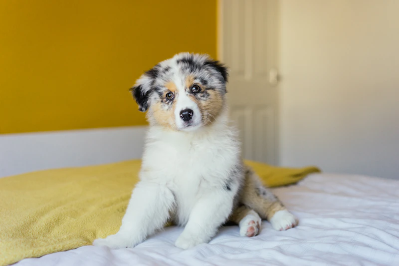 Annamoe, a blue merle Australian Shepherd puppy, sitting on a bed
