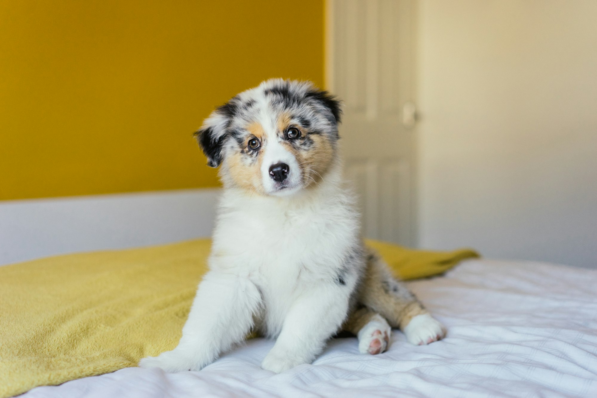 2 month old Orca the Australian Shepherd puppy