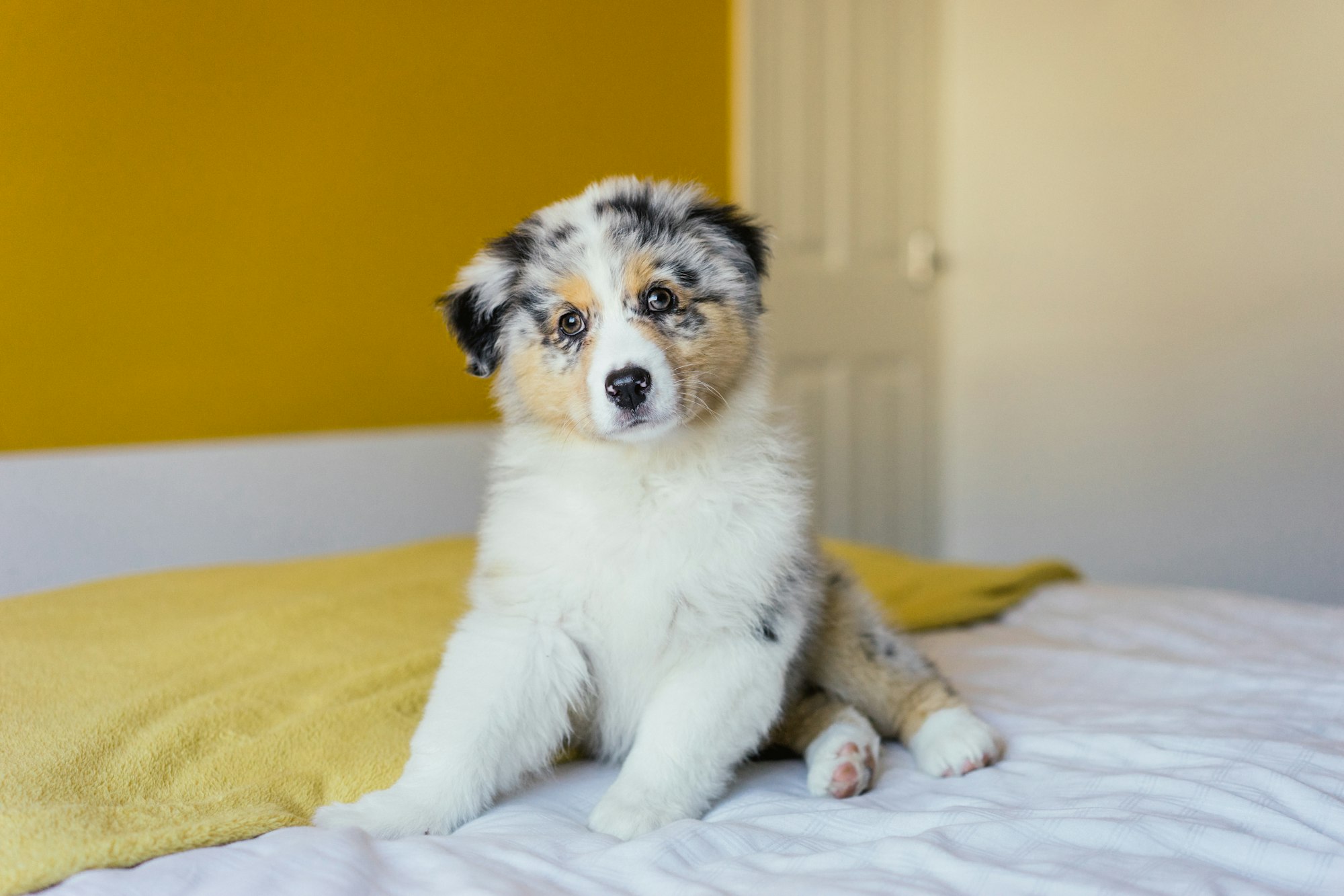 Raising a Mini Aussie: BEST Toys for mini and toy aussie puppies!